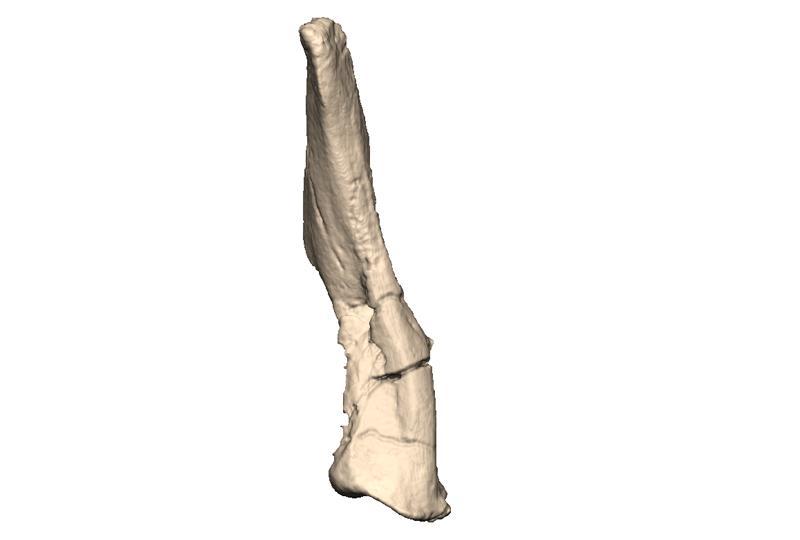 78. Quadrate: Ventral extent of condyles (New character). In some taxa, such as Massospondylus, the medial condyle of the quadrate extends farther ventrally than the lateral condyle.