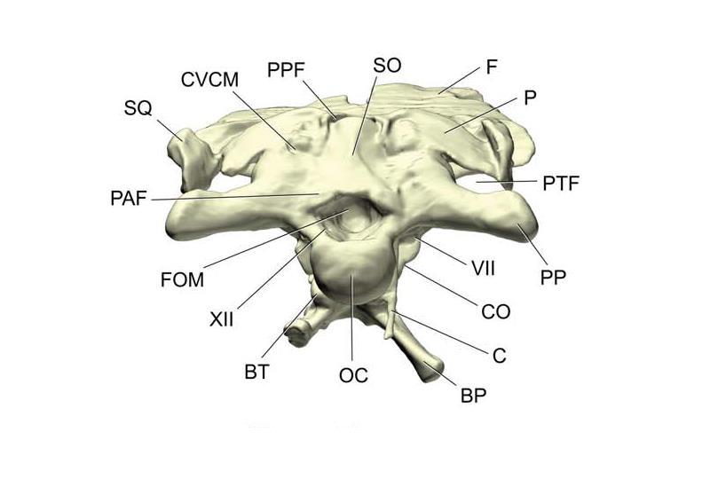 83. Supraoccipital: Orientation of the anteroposterior axis of the dorsal surface of the supraoccipital in lateral view (Galton and Upchurch 2004; Yates 2007 ch.