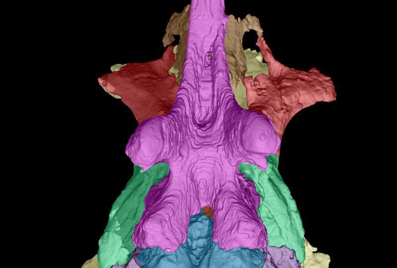 Massospondylus (1) (Image by: Kimberley Chapelle) 95. Basisphenoid: Dorsoventral height of the cultriform process (Yates 2003b; Yates 2007 ch.