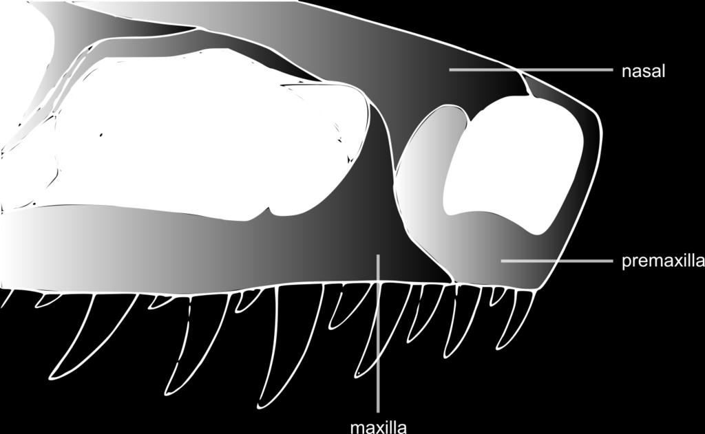 Maxilla: Development of narial fossa on the premaxillary ramus of the maxilla (anterior ramus) (modified from Upchurch 1995; Yates