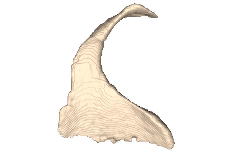 106. Ectopterygoid: Distal end of jugal ramus of ectopterygoid (New character). The distal end of the jugal ramus of the ectopterygoid varies between taxa.
