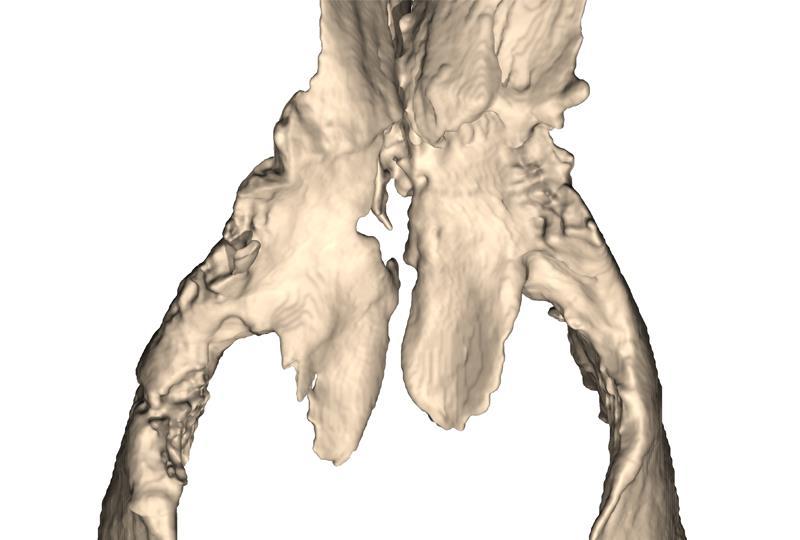 Massospondylus (1) (Image by: Kimberley Chapelle) 112. Pterygoid: Orientation of medial process of the pterygoid forming a hook around the basipterygoid process (modified from Wilson and Sereno 1998.