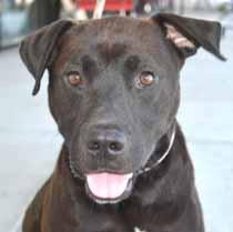 Please call 910-392-0557 to adopt us! Adopt-An-ANGEL Hello there! My name is Armstrong and I am a very good boy. I am happy and exuberant.