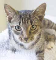 I'm such a wonderful girl - I love to snuggle but I also enjoy playing and exploring! A soft lap would be perfect for me to snuggle in and a few toys would totally set me up for playtime!