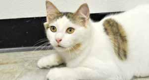 I am a very sweet and friendly male cat who gets along well with other cats, dogs, and small children. I'm ready for you to take me home!