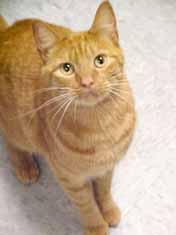 I don't like it one bit! I really love human contact and crave being petted. After all, I am a companion animal! Please come by the shelter and adopt me today.