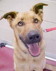 Ready to enjoy life with your new best friend? I sure am! I m a 1½-year-old Shepherd mix who never meets a stranger.