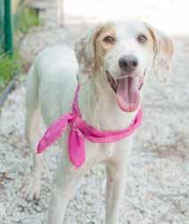 I have everything it takes to be a successful family member: I m housetrained, crate-trained, friendly to kids, friendly to other dogs, friendly to cats, I like to ride in the