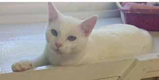 Layton, DVM Natalie-Anne Reinhart, DVM Special Discount Spay Neuter Thursdays! Have your spays and neuters done at a full service hospital Double the Trouble! Double the LOVE!! Hi - I'm Casper!