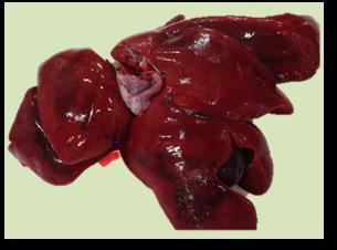 8 Dog- Kidneys - haemorrhages in