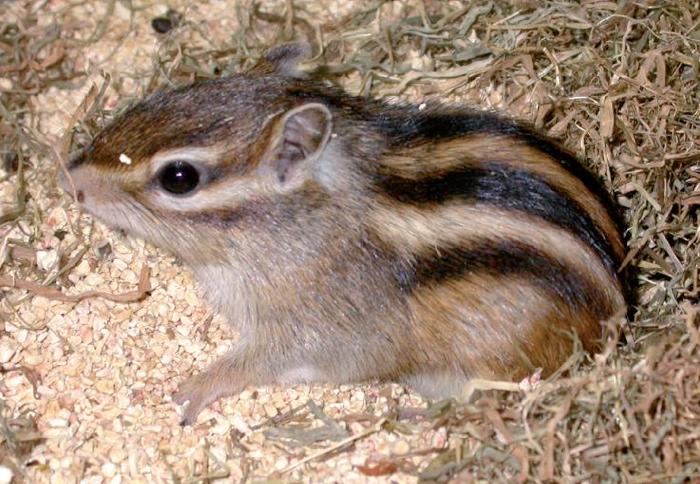 During the winter, chipmunks enter a torpid state,