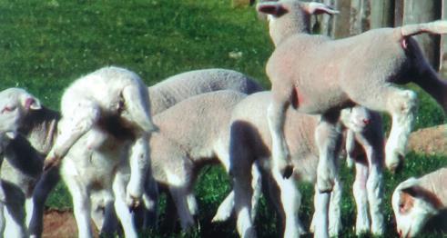 2012 (previously 2008) OSRS was invited to send a ram to the CPT progeny trial. 289 rams have been evaluated over a twelve year period.