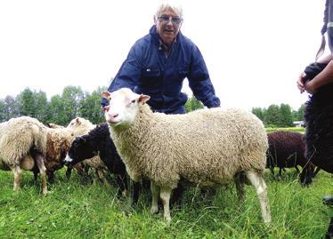 FIRST to achieve seven natural sheep matings in eighteen months.