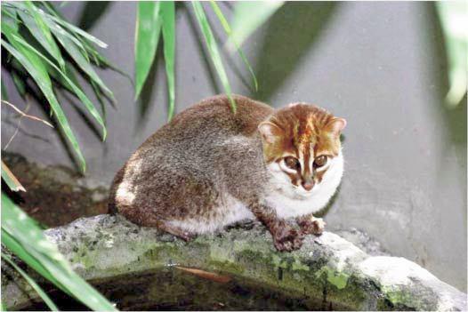 EFFORTS TO SAVE THE WILD S Flat-Headed Cat Conservation Currently, the flat-headed cat is listed as endangered.