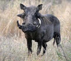 Warthog Phachochoerus aethiopicus An unmistakable pig-like animal, with characteristic tusks, and wart-like protuberances on the face.