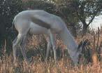 Habitat: The animal is associated with the arid regions and open grassland. Habits: Gregarious.