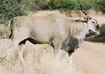 Eland Taurotragus oryx The largest of Africa s antelopes, a light rufous-fawn in colour, with narrow white stripes down the flanks.