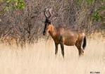 Red Hartebeest Alcelaphus buselaphus A medium-sized, high-shouldered animal, generally a reddish brown in colour but this varies according to the race and region and may be yellow-fawn or tawny.