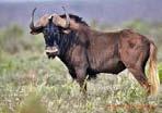 Black Wildebeest Cannochaetes gnou This relative of the antelopes is generally buffy brown in colour and has a characteristic tail with long, white hair reaching to the ground. Both sexes carry horns.
