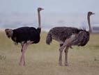 Ostrich Strutio camelus The world s largest living bird. Males are black with white wings, female s brownish grey. Size: Up to 2m high. Habitat: Bushveld to desert.