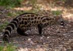 Large-spotted Genet Genetta tigrina Similar to the small-spotted genet but lacks the spinal crest and has a black-tipped tail.