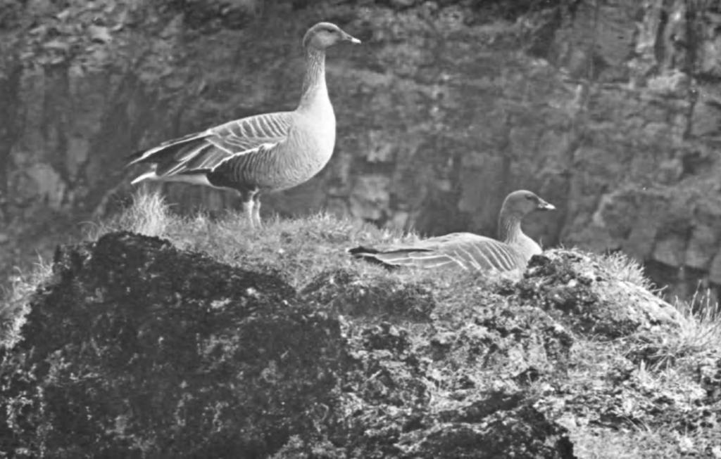 PLATE 13 PINK-FOOTED GEESE (Anser arvensis brachyrhynchus) Krossdrgil, North-Central Iceland: June 1954 The basalt and lava gorges of Central Iceland are almost bereft of