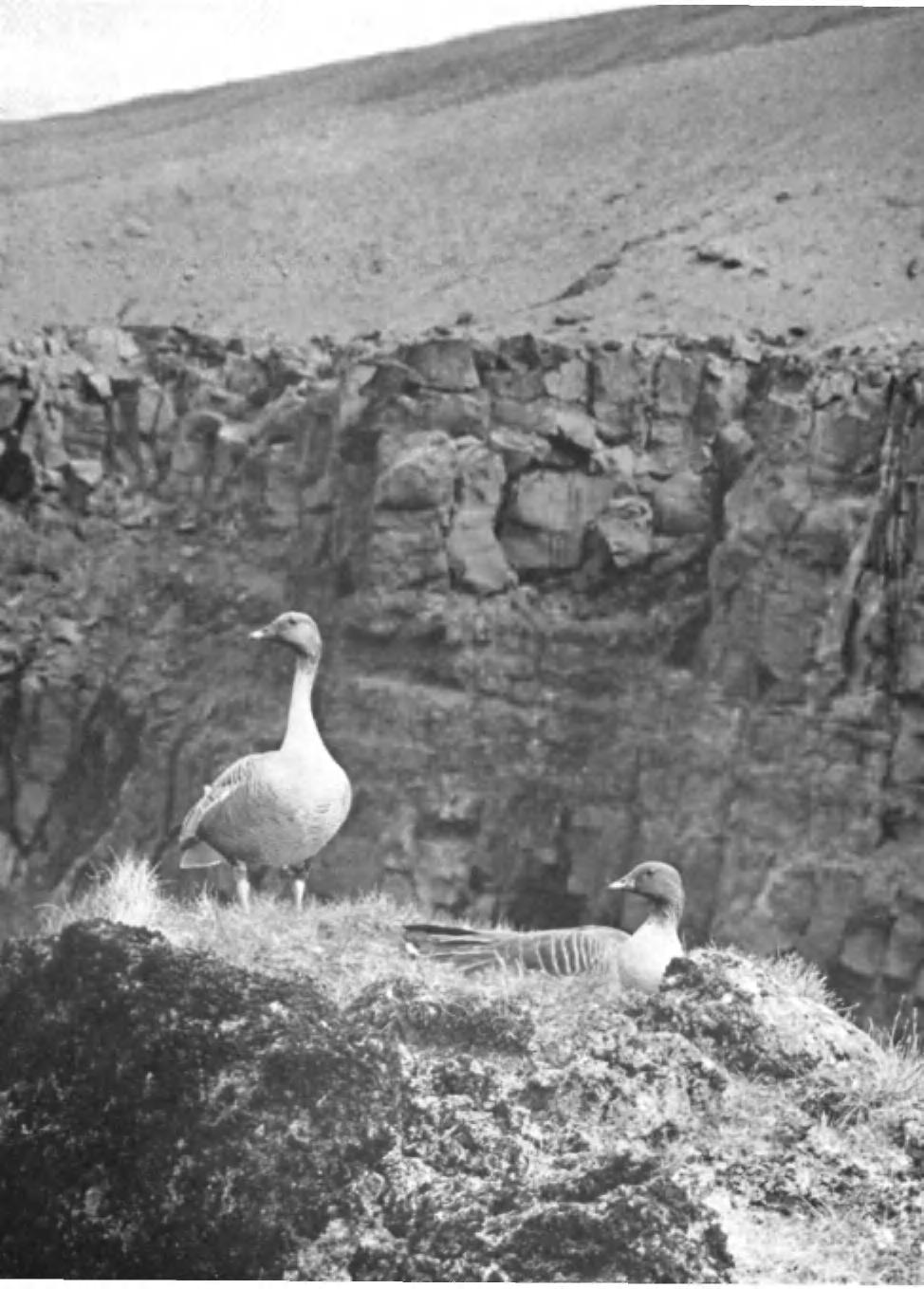 PLATE 15 Niall Rankin PINK-FOOTED GEESE (Anser arvensis brachyrhynchus) Krossargil, North-Central Iceland: June 1954 This shows clearly the citadel of the nest-site, with
