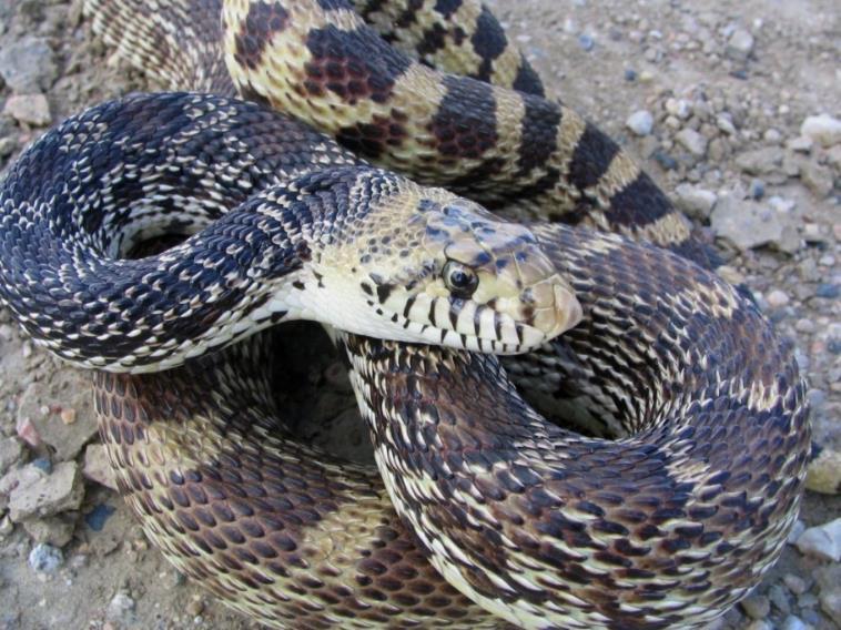 Bull Snake General Status Sensitive Our largest snake, with a long,