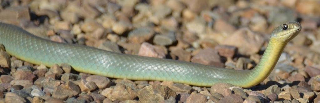 Eastern Yellow-bellied Racer General Status Sensitive Body is green above and yellow below Very fast Active