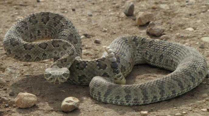 Prairie Rattlesnake General Status Special Concern Body is yellow, yellow-green or brown with dark blotches