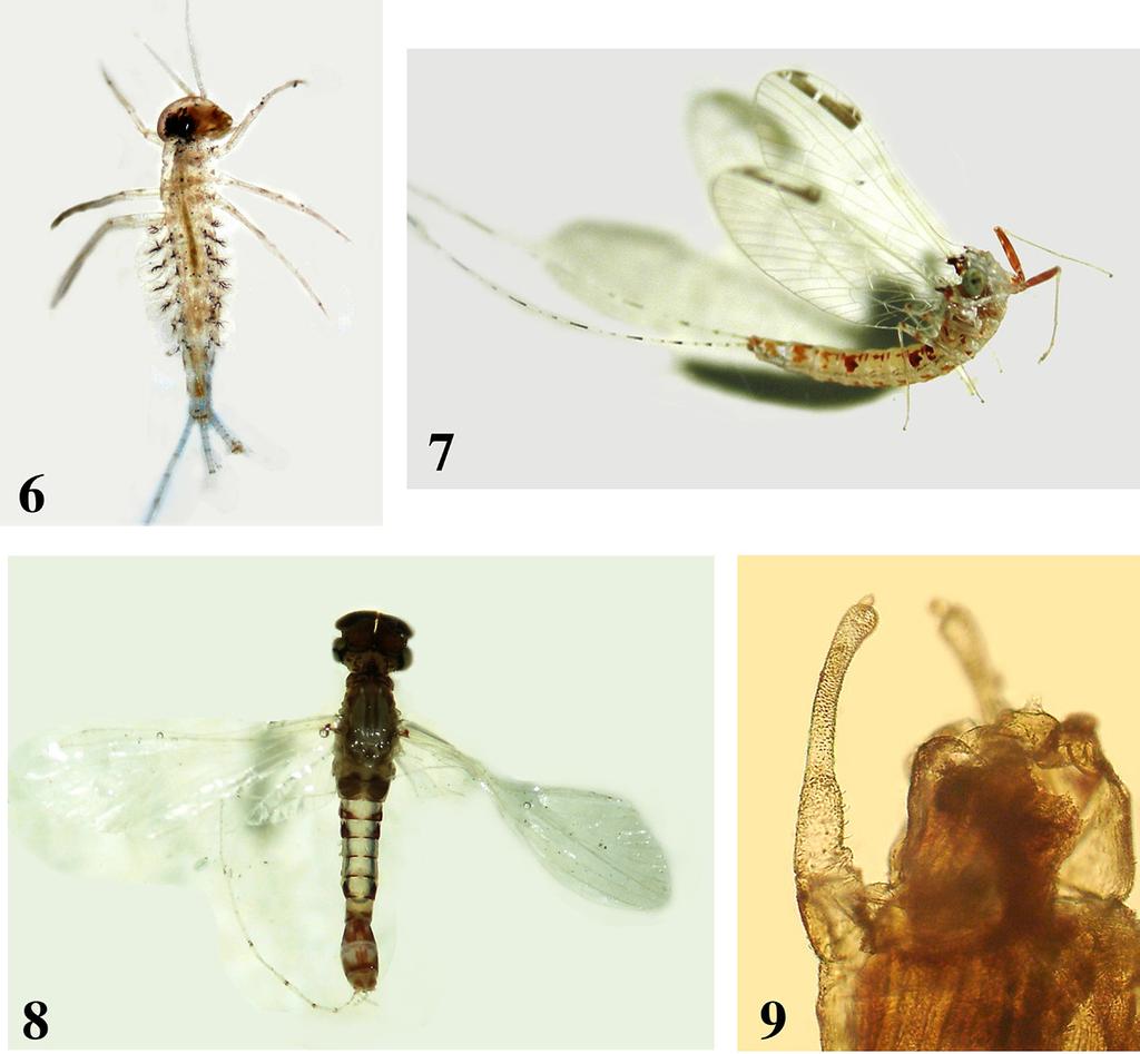 64 MUKHERJEE, T. K., GATTOLLIAT, J. L., HALDAR, U. C. Figs. 6-9. Larva and imagos of Cloeon harveyi: 6: young larva. 7: female imago. 8: male imago. 9: forceps. Some species viz.