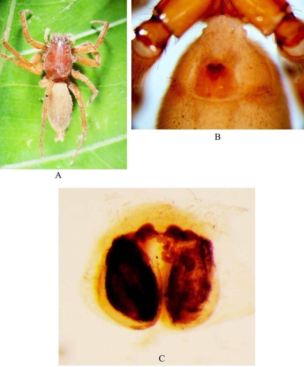 Figure 8. Clubiona rama Dankittipakul and Singtripop.female A-Dorsal habitus, view. B- Epigynum. C-Internal genitalia. Clubiona serrata sp. nov.