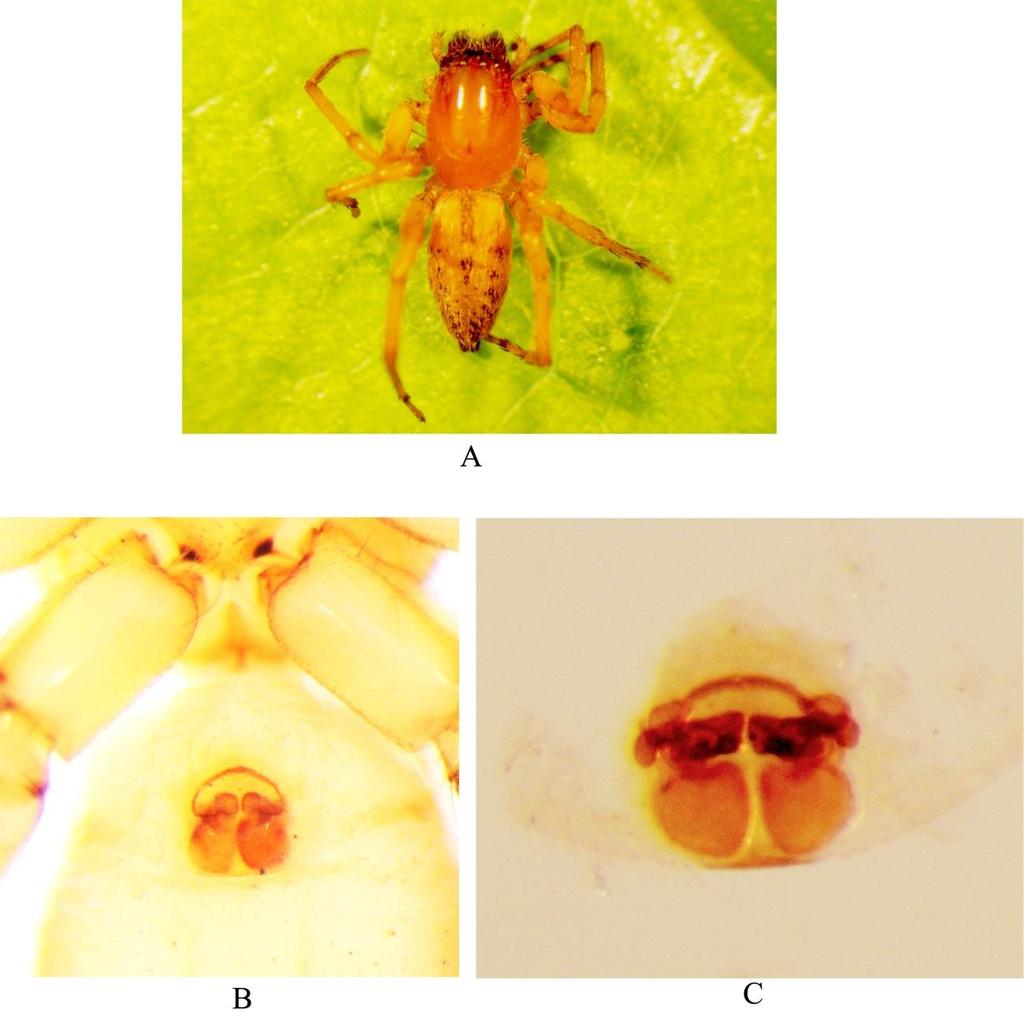 Figure 12. Clubiona pila sp. nov. female A-Dorsalhabitus. B- Epigynum. C- Internal genitalia. Clubiona bilobata sp. nov. (Figure 13-14) Type Material: Holotype: 1female, NEC, JWLS, Jalpaiguri, West Bengal, India, 16.