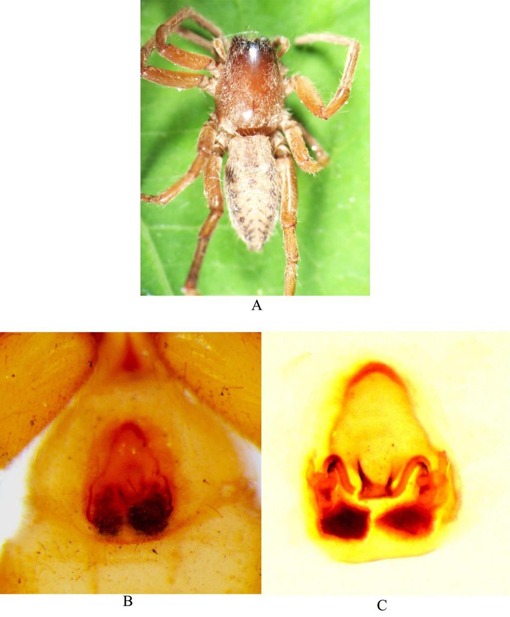 Figure 14. Clubiona bilobatasp. nov. female A-Dorsal habitus. B- Epigynum. C- Internal genitalia. Clubiona pseudocordata sp. nov. (Figure 15-16) Type Material: Holotype: 1female, Buxaduar, BTR, Jalpaiguri, West Bengal, India, 12.