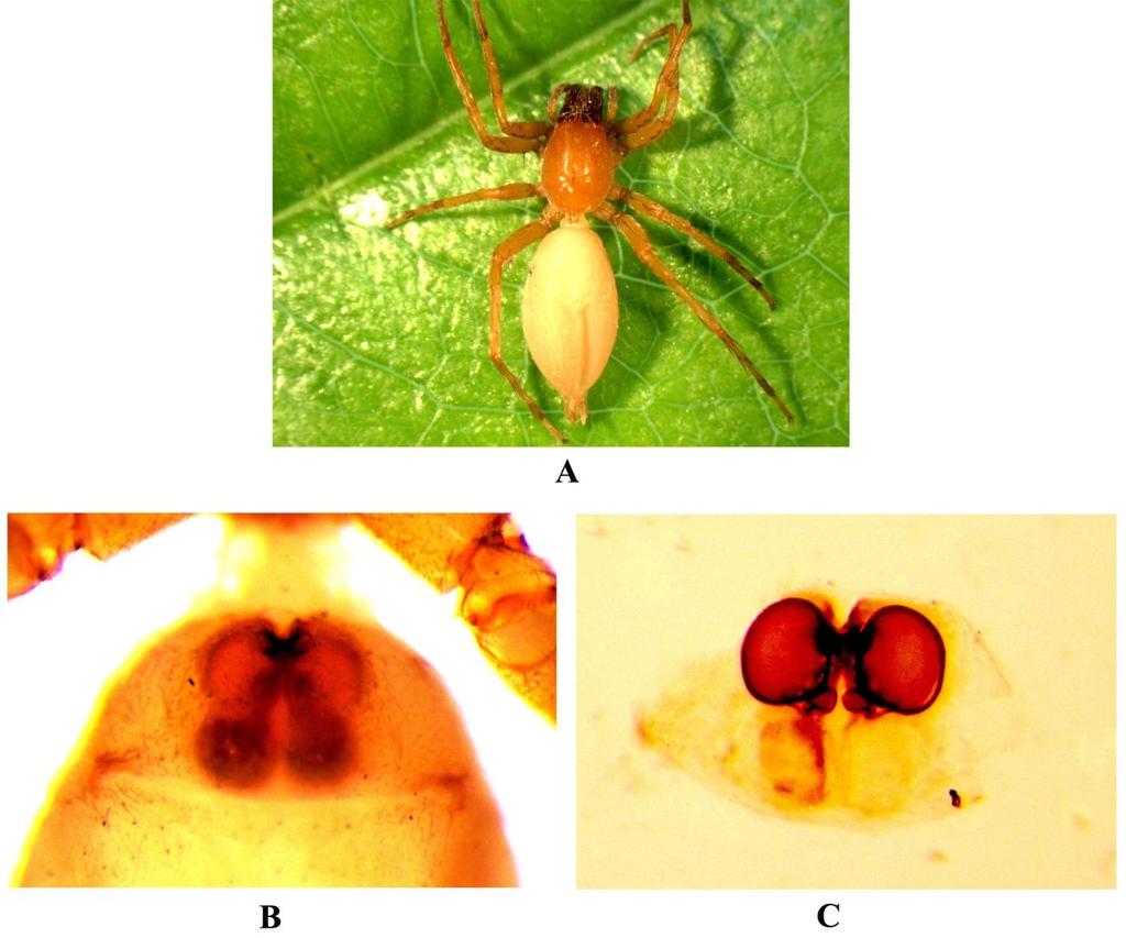 Figure 16. Clubiona pseudocordatasp. nov. female A-Dorsal habitus. B- Epigynum. C- Internal genitalia.