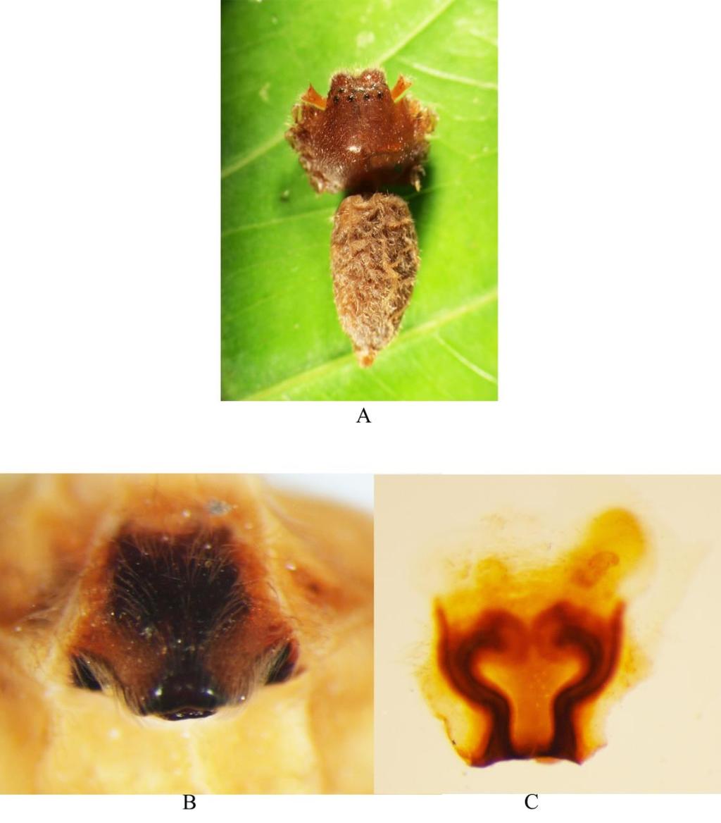 Figure 2. Clubiona denticulata sp. nov. A-Dorsal habitus. B-Epigynum. C-Internal genitalia. Clubiona tridentata sp. nov. (Figure 3-6) Type Materials: Holotype: 1female, Malangi, JWLS, Jalpaiguri, West Bengal, India, 23.