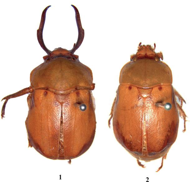 Table 1. Differential characters (males) of Pukupuku arunachalensis sp. nov., Pukupuku curtus (Arrow, 1919) and Pukupuku katsurai (Muramoto, 2002).