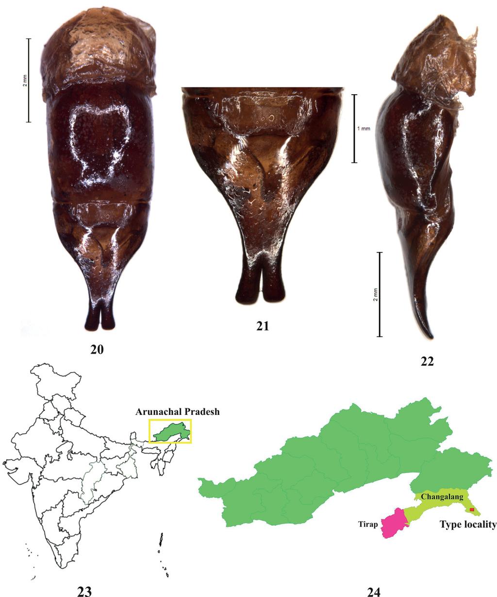 GUPTA D. et al., Pukupuku arunachalensis sp. nov. from India Figs 20 24. Pukupuku arunachalensis sp. nov, holotype,. 20. Aedeagus (dorsal view).