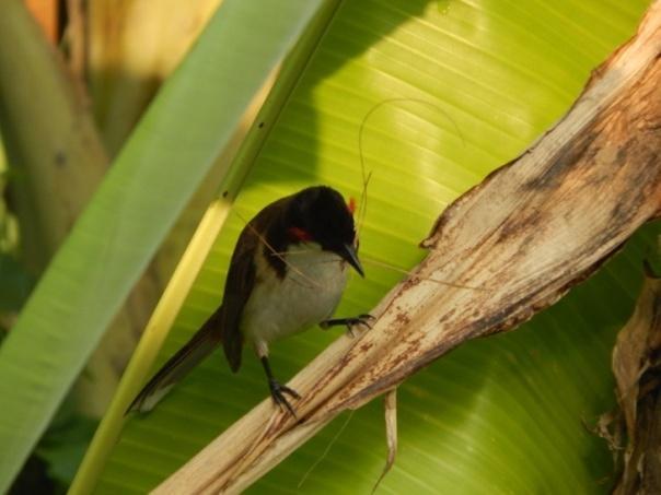 Fig 1: Red-whiskered bulbul with nest building material in its beak Courtship behavior- It was observed that the pair sits very near to each other and tickled each other s body.