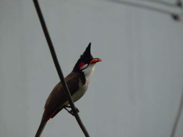 Fig 3: An egg in the nest of Red-whiskered bulbul Feeding behavior- Both the parents took active participation in feeding the chicks.