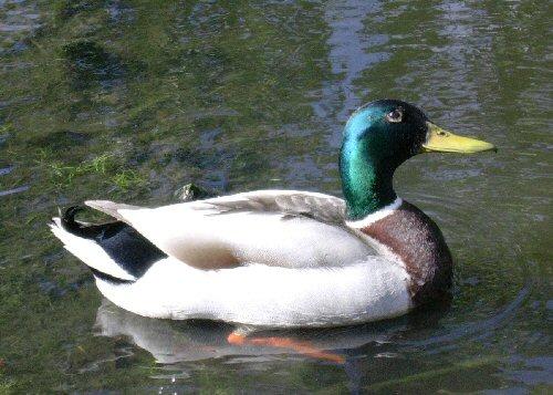 Figure 7. The head of the Mallard duck (Anas platyrhynchos) is also an illustrious example of iridescence in plumage.