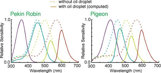 absorption spectra of the photopigments and the oil droplets defines the absorption function of the cones and the cones' effective sensitivity.
