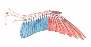 Figure 4. The contour feathers can be split as remiges, tectrices and rectrices.