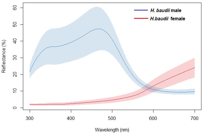 Figure 6 Plot of mean smoothed spectra for the H. gurneyi (left) and H. baudii (right) crown patches.
