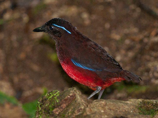 strongly affect plumage evolution and sexual