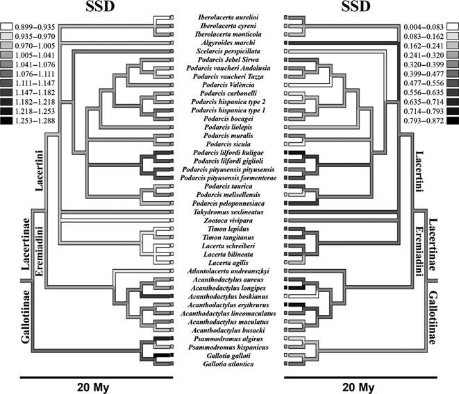 Evolution of sexual dichromatism in lizards 5 Fig.