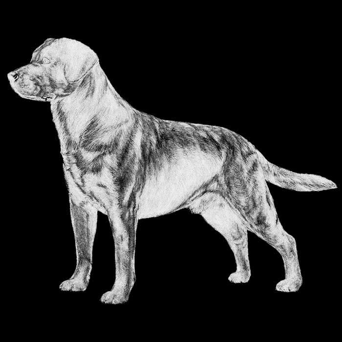 LABRADOR RETRIEVER The Labrador Retriever has been the most popular AKC breed in the United States every year for the past 25 years.