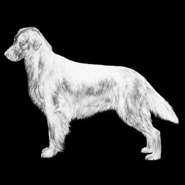 John s was developed from imported European dogs for fishing and hunting on the island of Newfoundland in the 18th century.