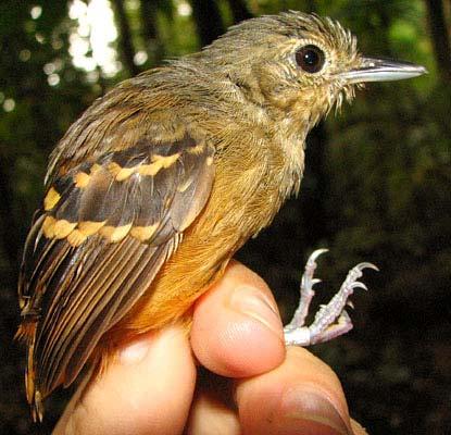 Myrmotherula guttata (no subspecies) Rufous-bellied Antwren # Individuals Captured: 275 Band size: D-E Similar Species: Plumage and extremely short tail distinctive, but beware of confusion with