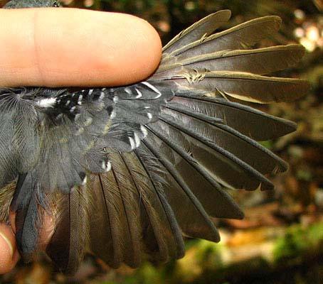 This plumage abnormality is unusual among antwrens and is not widespread in continuous forest or forest